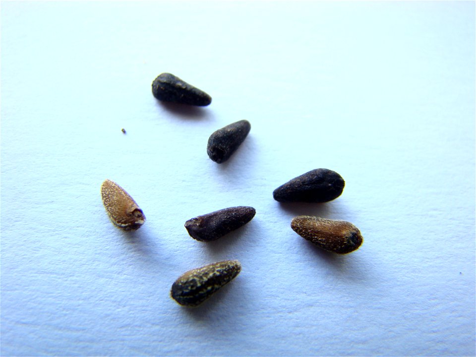 A picture of the seeds of Ipomoea quamoclit.