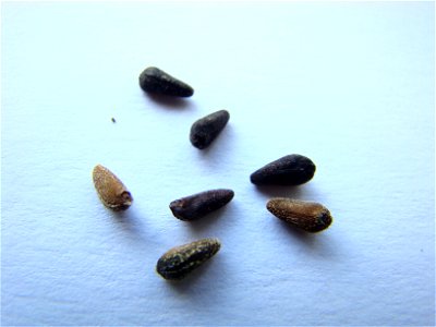 A picture of the seeds of Ipomoea quamoclit.