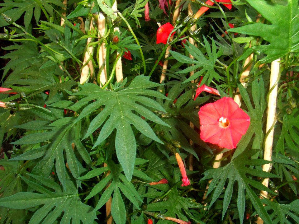 Ipomoea x "sloteri", picture taken at the Botanische tuin TU Delft in Delft, The Netherlands