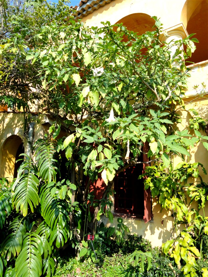 Brugmansia arborea specimen in the Jardin botanique du Val Rahmeh, Menton, Alpes-Maritimes, France.