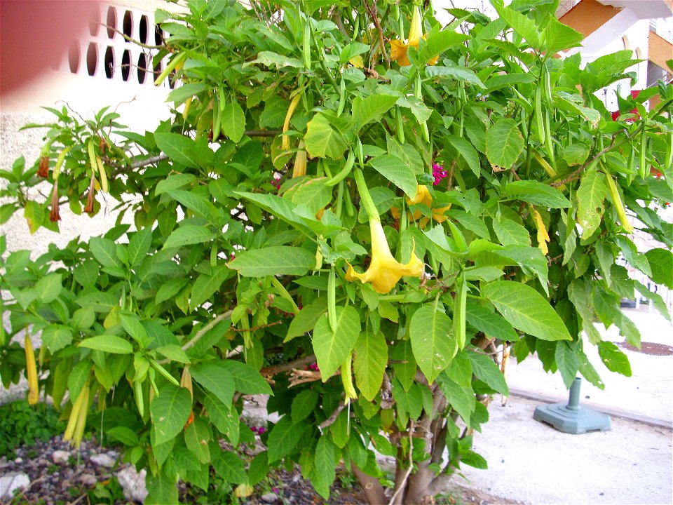 Brugmansia arborea habit, Torrelamata, Torrevieja, Alicante, Spain
