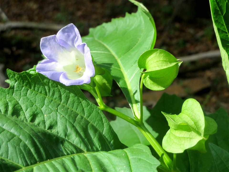 Giftbeere (Nicandra physalodes) - invasiv im Schwetzinger Hardt