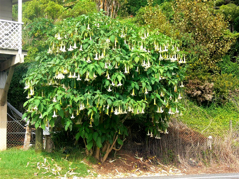 Brugmansia x candida showing characteristic large pendulous flowers ("Angel's Trumpets"). Roadside plant, Mangonui, North Island, New Zealand.