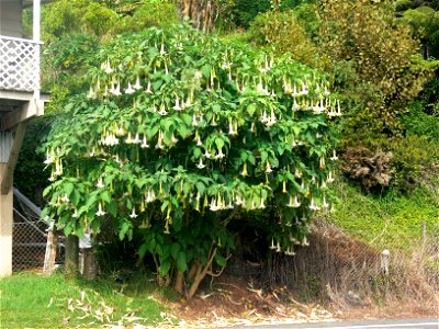 Brugmansia x candida showing characteristic large pendulous flowers ("Angel's Trumpets"). Roadside plant, Mangonui, North Island, New Zealand.