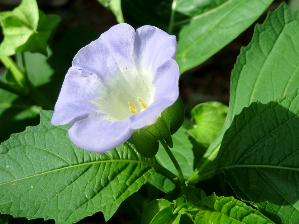 Giftbeere (Nicandra physalodes) - invasiv im Schwetzinger Hardt