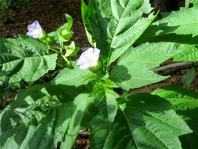 Giftbeere (Nicandra physalodes) - invasiv im Schwetzinger Hardt