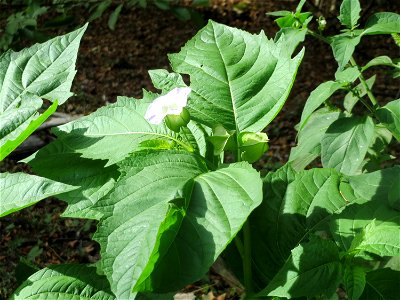 Giftbeere (Nicandra physalodes) - invasiv im Schwetzinger Hardt