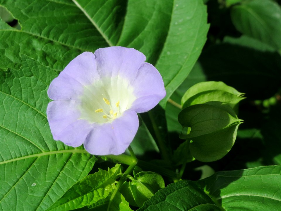 Giftbeere (Nicandra physalodes) - invasiv im Schwetzinger Hardt