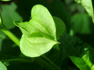 Giftbeere (Nicandra physalodes) - invasiv im Schwetzinger Hardt