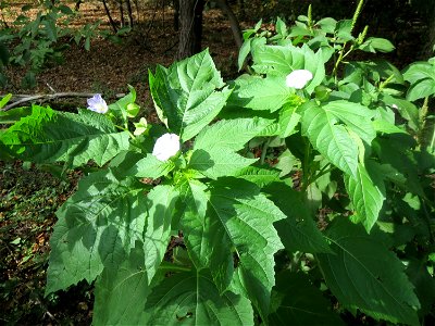 Giftbeere (Nicandra physalodes) - invasiv im Schwetzinger Hardt