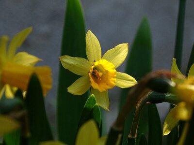 Flower plant signs of spring