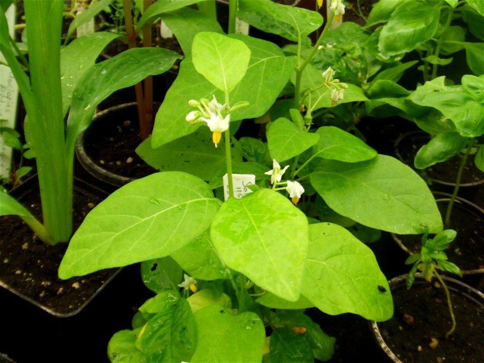 Solanum aethiopicum, picture taken at the Botanische tuin TU Delft in Delft, The Netherlands