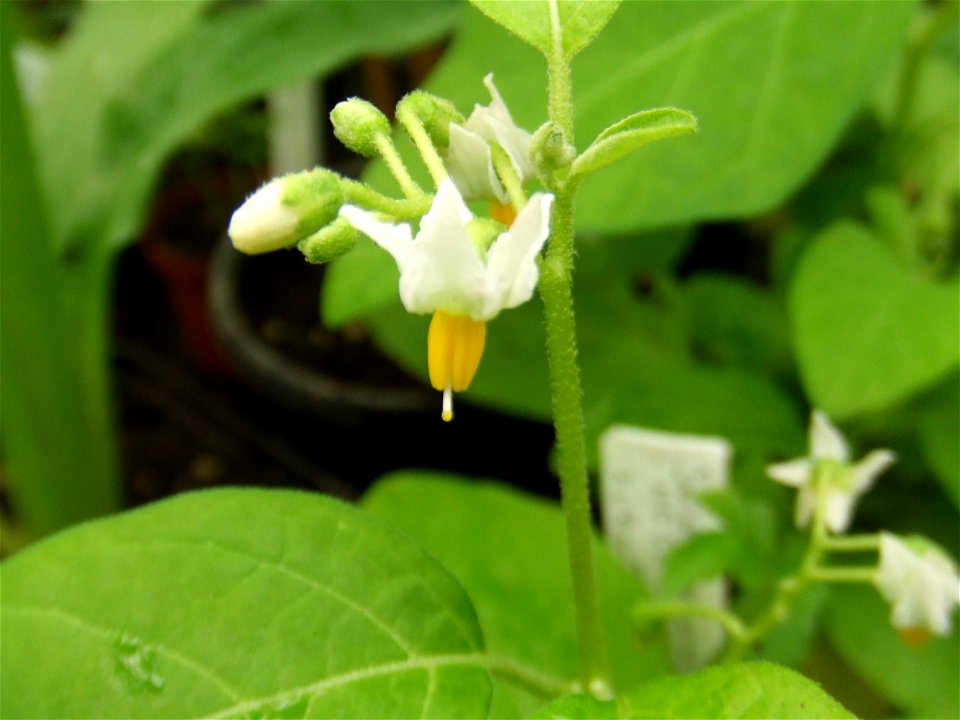 Solanum aethiopicum, picture taken at the Botanische tuin TU Delft in Delft, The Netherlands