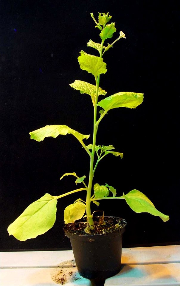 Nicotiana benthamiana, whole plant