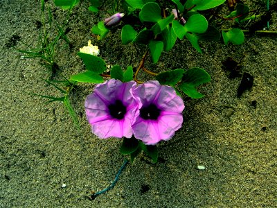 WILD FASCINATING FLOWERS AT THE GANAPATIPULE BEACH