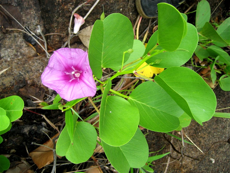Ipomoea pes-caprae ("Beach Morning Glory") in Mahe, Seychelles