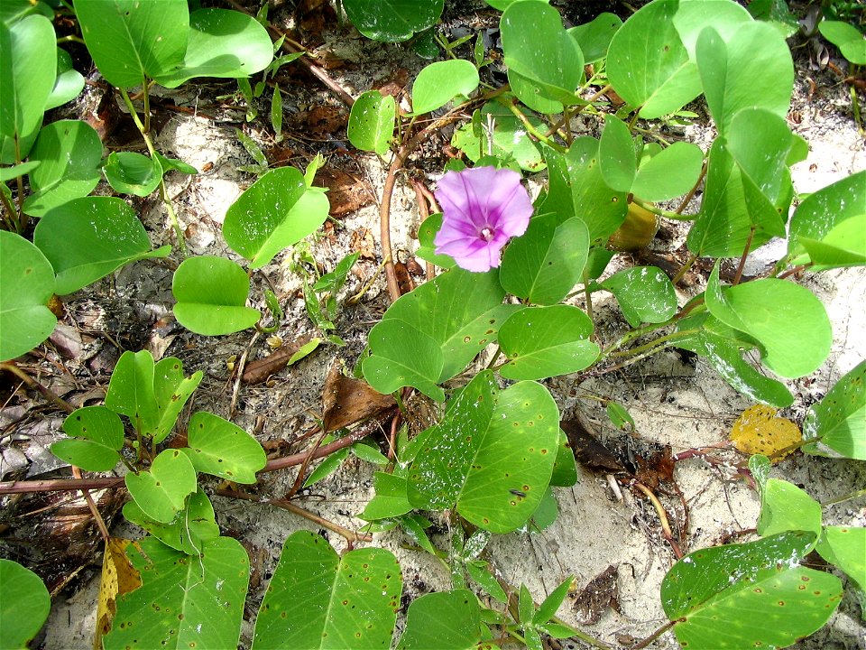 Ipomoea pes-caprae