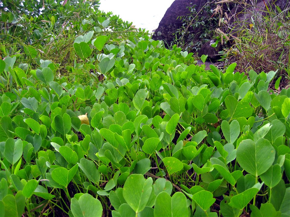 Ipomoea pes-caprae ("Beach Morning Glory") in Mahe, Seychelles