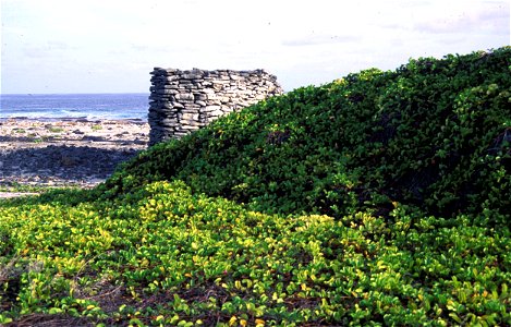 Ruined wall, overgrown with Pohuehue (Ipomoea pes-caprae) on Starbuck Island, Line Islands, Kiribati.