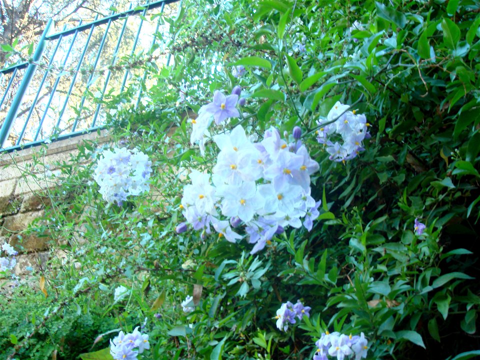 Jasmine nightshade (Solanum laxum)