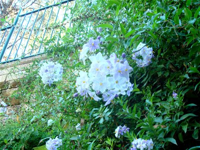 Jasmine nightshade (Solanum laxum) photo