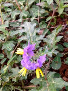 Botanical name – Solanum xanthocarpum
Common name – Yellow berried nightshade
Tamil name – KANDANG KATHTHIRI ‘thorny brinjal’
Plant pacifies arthritis,epilepsy and bronchitis ;Fruit is traditional med