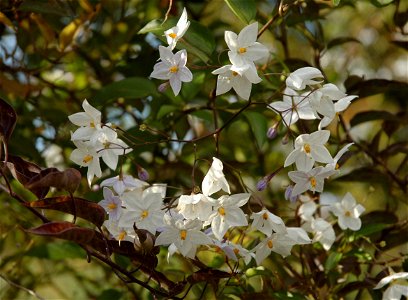 Solanum laxum (syn. Solanum jasminoides) in Jardin des plantes in Paris.


Camera location48° 50′ 36.81″ N, 2° 21′ 32.59″ E View this and other nearby images on: Ope