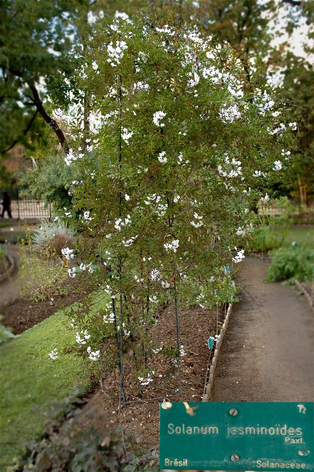 Solanum laxum (syn. Solanum jasminoides) in Jardin des plantes in Paris.


Camera location48° 50′ 36.81″ N, 2° 21′ 32.59″ E View this and other nearby images on: Ope