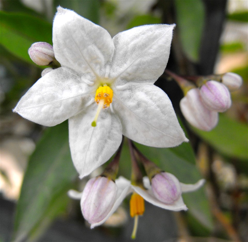 Solanum jasminoides syn. Solanum laxum on display at the San Diego County Fair, California, USA. Identified by exhibitor's sign.