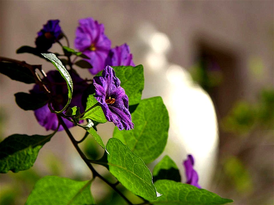 Image title: Nightshade flowers Image from Public domain images website, http://www.public-domain-image.com/full-image/flora-plants-public-domain-images-pictures/flowers-public-domain-images-pictures/ photo