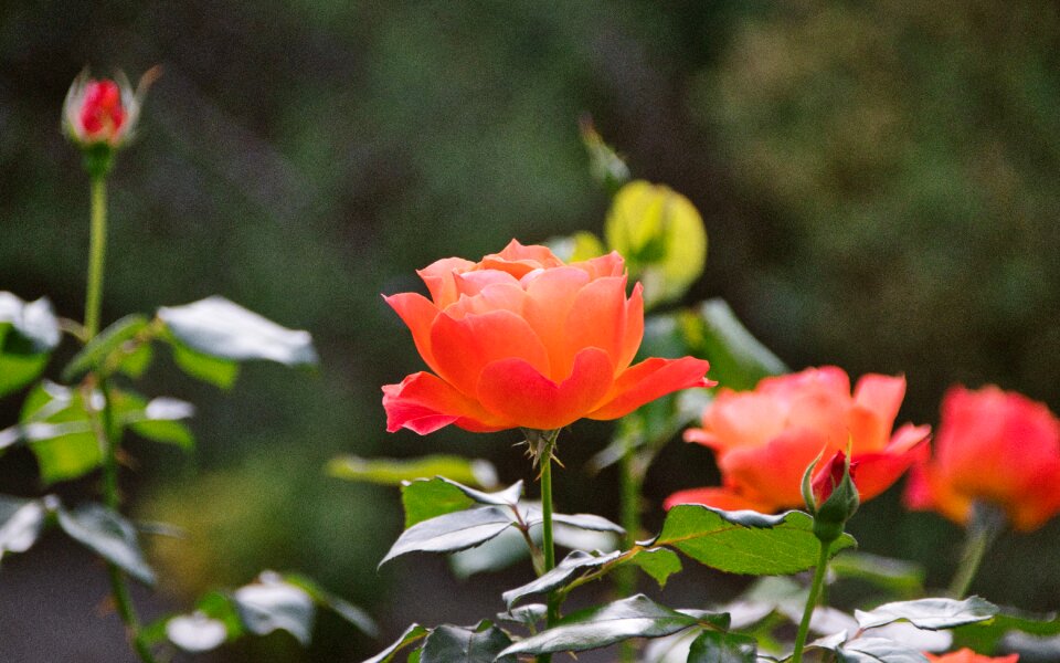 Flowers garden beauty