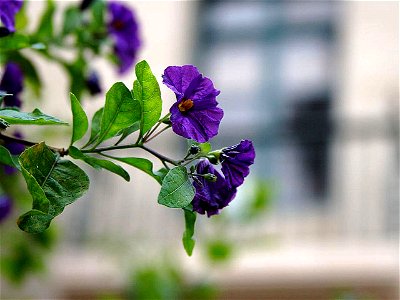 Image title: Purple flowers on balcon
Image from Public domain images website, http://www.public-domain-image.com/full-image/flora-plants-public-domain-images-pictures/flowers-public-domain-images-pic