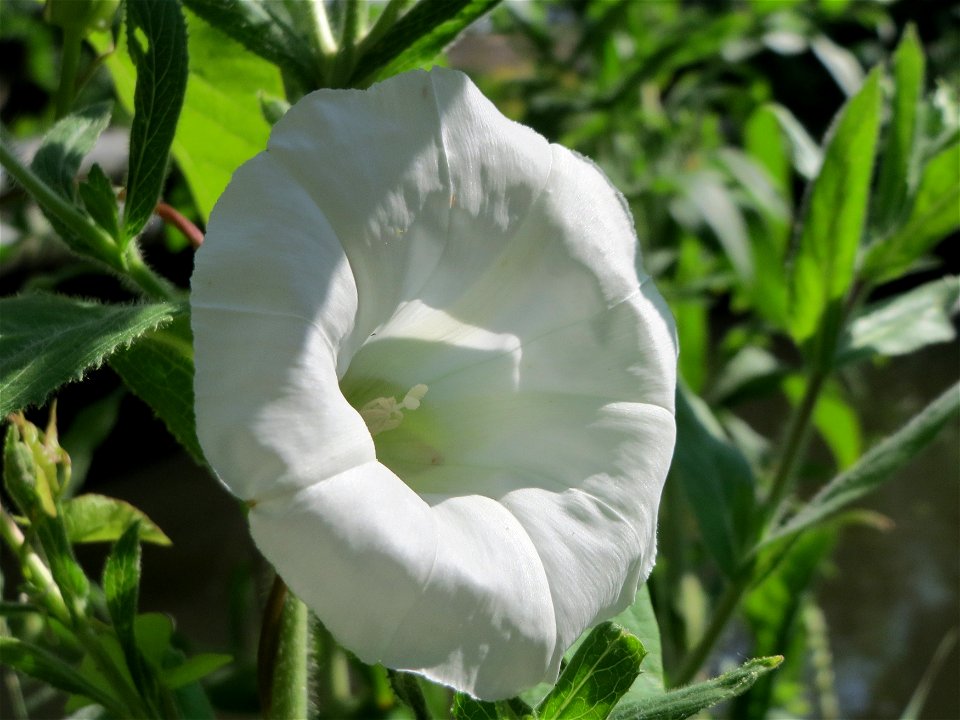Zaunwinde (Calystegia sepium) in Hockenheim