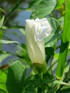 Zaunwinde (Calystegia sepium) am Kraichbach in Hockenheim