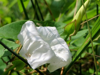 Zaunwinde (Calystegia sepium) am Geißböckelgraben bei Philippsburg