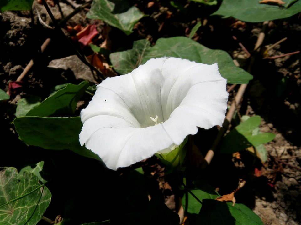 Echte Zaunwinde (Calystegia sepium) am Kraichbach in Hockenheim