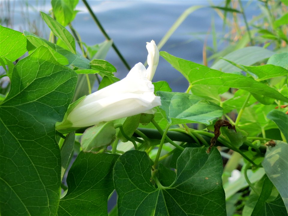 Zaunwinde (Calystegia sepium) am Schalkenmehrener Maar