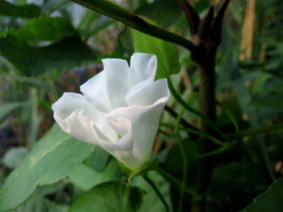 Zaunwinde (Calystegia sepium) am Schalkenmehrener Maar