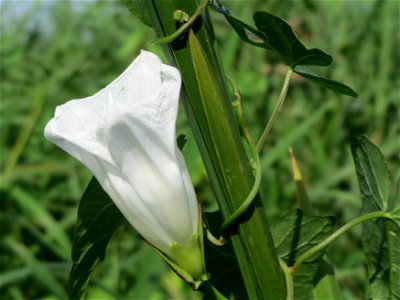 Zaunwinde (Calystegia sepium) im Hockenheimer Rheinbogen
