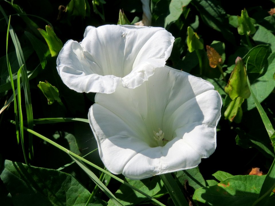 Zaunwinde (Calystegia sepium) im Hockenheimer Rheinbogen
