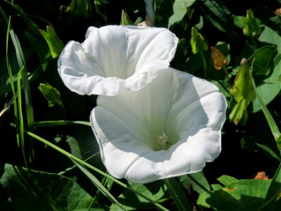 Zaunwinde (Calystegia sepium) im Hockenheimer Rheinbogen