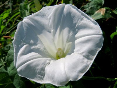 Zaunwinde (Calystegia sepium) im Hockenheimer Rheinbogen