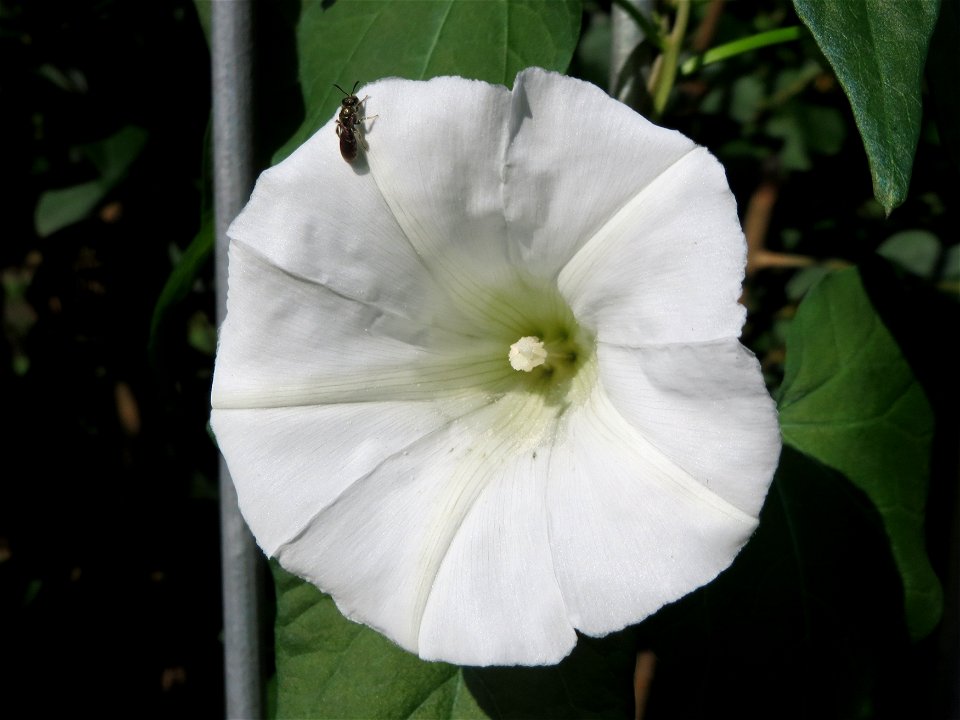 Echte Zaunwinde (Calystegia sepium) in Saarbrücken
