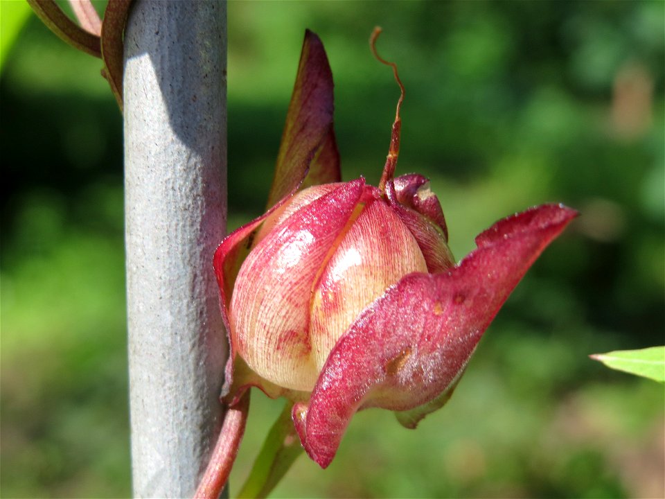 Zaunwinde (Calystegia sepium) in Saarbrücken