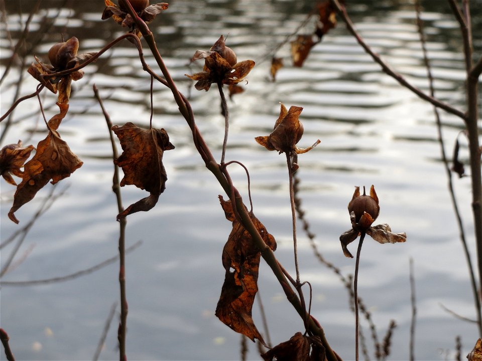 Echte Zaunwinde (Calystegia sepium) an der Saar in Saarbrücken