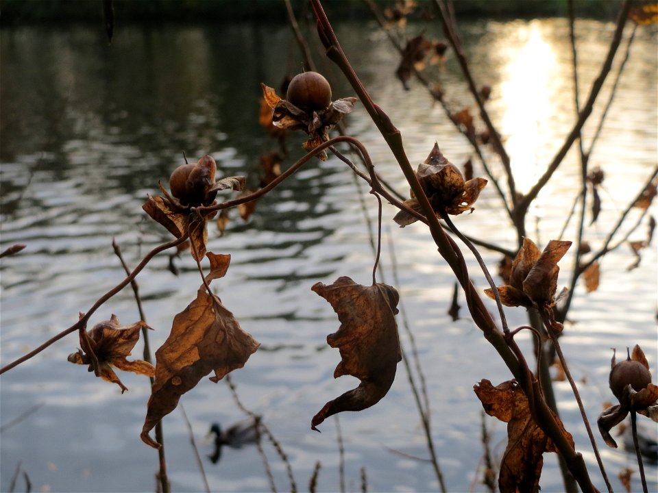 Echte Zaunwinde (Calystegia sepium) an der Saar in Saarbrücken
