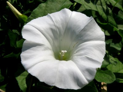 Echte Zaunwinde (Calystegia sepium) am Kraichbach in Hockenheim