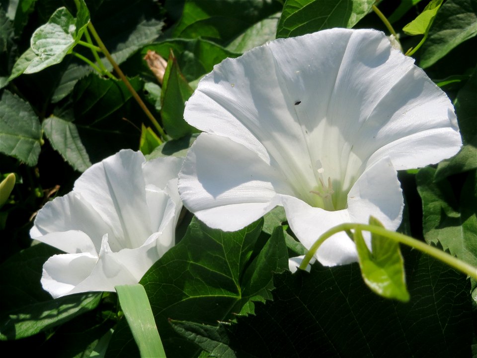 Echte Zaunwinde (Calystegia sepium) am Kraichbach in Hockenheim
