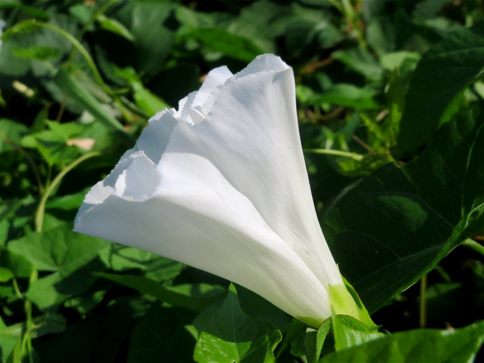 Echte Zaunwinde (Calystegia sepium) am Kraichbach in Hockenheim