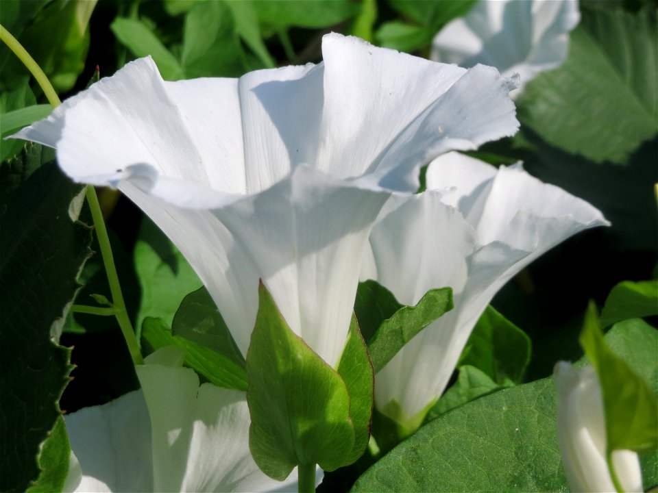 Echte Zaunwinde (Calystegia sepium) am Kraichbach in Hockenheim